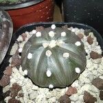 Astrophytum asterias 葉