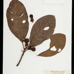 Tovomita longifolia 果實