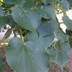 Tilia dasystyla Deilen