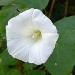 Calystegia silvatica फूल