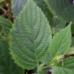 Strobilanthes attenuata Leaf