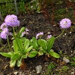 Primula denticulata Habit