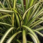 Dracaena reflexa Habitus