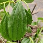 Viburnum davidiLeaf