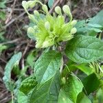 Clerodendrum capitatum Blüte