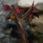 Euphorbia exigua Flor