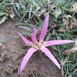 Colchicum montanumЦветок