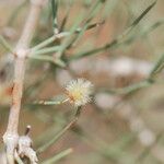 Calligonum polygonoides Bark