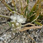 Allium haematochiton Flower