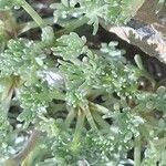 Artemisia glacialis Hoja