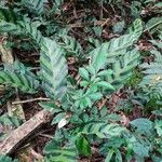 Calathea louisae Feuille