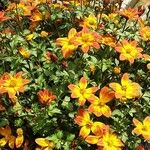 Bidens triplinervia Flower