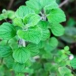 Clinopodium nepeta পাতা