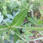Knautia dipsacifolia Blatt