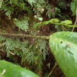 Elaphoglossum crinitum Bark