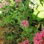 Centranthus lecoqii Blomst