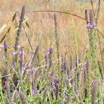 Verbena lasiostachys Yeri