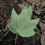Acer pseudoplatanus Likasa
