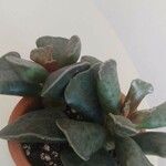 Adromischus cooperi Folha