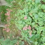 Heuchera sanguineaFlower