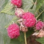 Rubus idaeus Плод