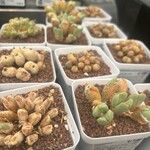 Conophytum bilobum 葉