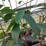 Acokanthera oblongifolia Φύλλο