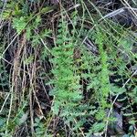 Filipendula vulgaris Лист