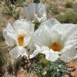 Argemone pleiacantha Blüte