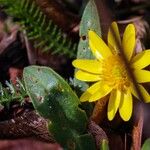 Ranunculus bullatus Virág