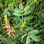 Indigofera spicata Blad