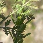 Caucalis platycarpos Likasa