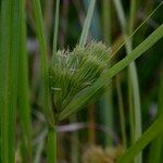 Carex bohemica Плід