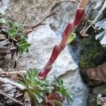 Saxifraga marginata Corteza