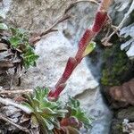 Saxifraga marginata Bark