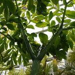 Amorphophallus titanum Folla