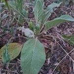 Verbascum thapsus Лист