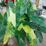 Philodendron burle-marxii Levél