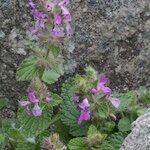 Stachys marrubiifolia Vivejo