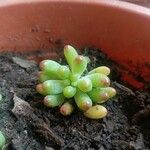 Sedum pachyphyllum List