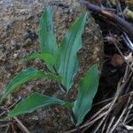 Epipactis kleinii Hoja