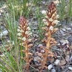 Orobanche amethystea Habit