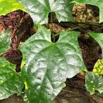 Thunbergia laurifolia Blad