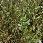 Stachys spinulosa Blodyn