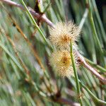 Calligonum polygonoides Fruit