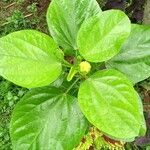 Hibiscus palustris Leaf