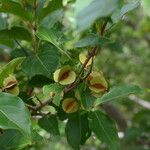 Combretum micranthum Leaf