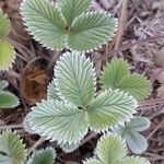 Potentilla nepalensis Hoja