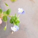 Veronica americana Blüte