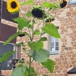 Helianthus giganteus Hábito